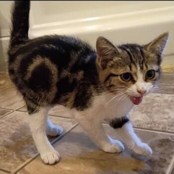 Stockings -  Domestic Short Hair Cat for Adoption in Nashville, Tennessee - Stockings | PetCurious