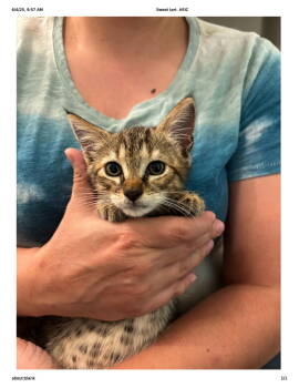 Rescue Domestic Short Hair Cats for Adoption in Camden, South Carolina - Sweet-Tart (Available For Pre-adoption) | PetCurious