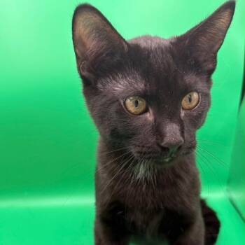 Ozzie -  Domestic Short Hair Cat Available for Adoption in Springfield, Missouri - Ozzie | PetCurious