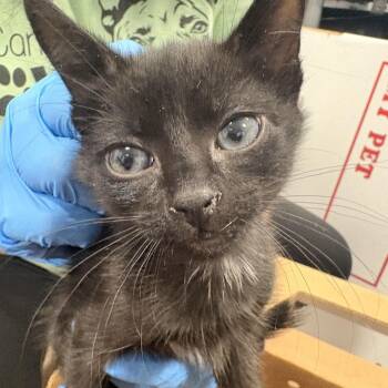 Spring Roll -  Domestic Short Hair Cat for Adoption in Newark, New Jersey - Spring Roll | PetCurious