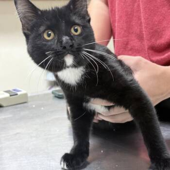 Pudge-5001 -  Domestic Short Hair Cat for Adoption in Tyler, Texas - Pudge-5001 | PetCurious