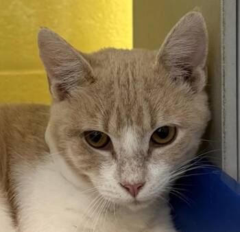 Domestic Short Hair Cats Available for Adoption in Golden, Colorado - Gouda | PetCurious