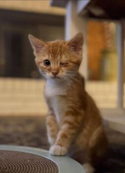 George (ID 51841) -  Domestic Short Hair Cat for Adoption in Manassas, Virginia - George (ID 51841) | PetCurious
