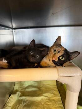 Palm -  Domestic Short Hair Cat for Adoption in Port Jervis, New York - Palm | PetCurious