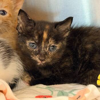 Domestic Short Hair Cats Available for Adoption in Los Angeles, California - Tortellini | PetCurious