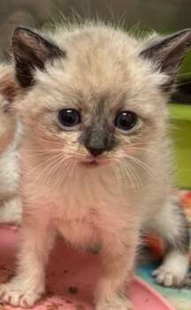COBALT -  Siamese Cat for Adoption in Elizabethton, Tennessee - COBALT | PetCurious