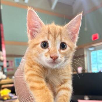 Sektor -  Domestic Short Hair Cat for Adoption in Winston-salem, North Carolina - Sektor | PetCurious