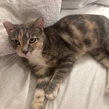 Rescue Domestic Short Hair Cats for Adoption in Seattle, Washington - Katarina | PetCurious