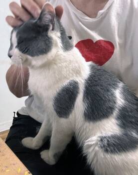 Domestic Medium Hair Cats Available for Adoption - Crumbs! | PetCurious
