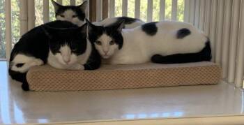 Rescue Domestic Short Hair Cats for Adoption in Santa Fe, New Mexico - Shen [Permanent Foster] | PetCurious