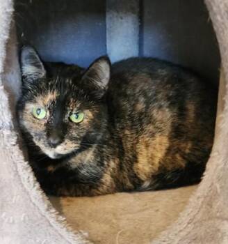 Reba -  Domestic Short Hair and Tortoiseshell Cat for Adoption in Fairfield, Iowa - Reba | PetCurious