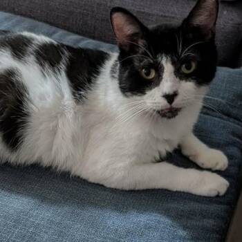 Lalo -  Domestic Short Hair Cat for Adoption in Chicago, Illinois - Lalo | PetCurious