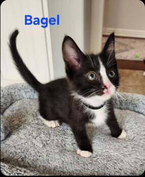 Bagel -  Domestic Short Hair Cat for Adoption in San Jacinto, California - Bagel | PetCurious
