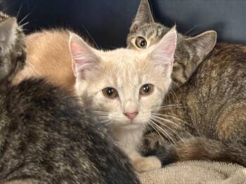 A1268700 -  Domestic Short Hair Cat for Adoption in Charlotte, North Carolina - A1268700 | PetCurious
