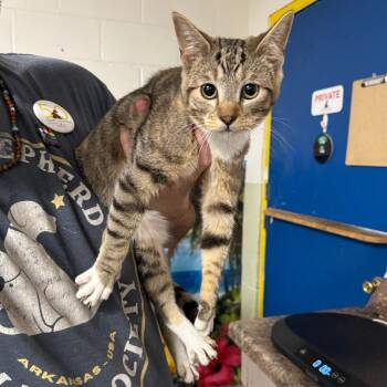 Domestic Short Hair Cats Available for Adoption in Eureka Springs, Arkansas - Patsy | PetCurious