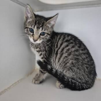 Bellini -  Domestic Short Hair Cat for Adoption in Newark, New Jersey - Bellini | PetCurious