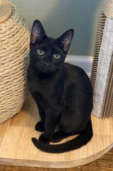 Kuro -  Domestic Short Hair Cat for Adoption - Kuro | PetCurious