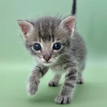 Napoleon -  Domestic Short Hair Cat for Adoption in Elfin Forest, California - Napoleon | PetCurious