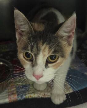 Loaf -  Domestic Short Hair Cat for Adoption in Olean, New York - Loaf | PetCurious