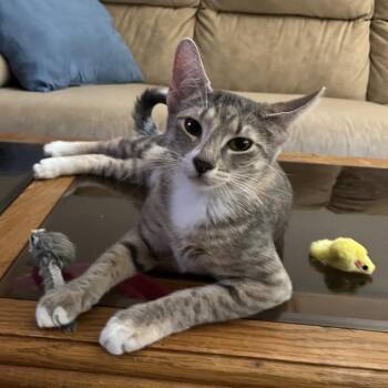 Misty -  American Shorthair Cat for Adoption in Overland Park, Kansas - Misty | PetCurious