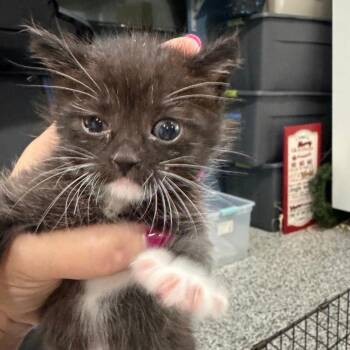 Molasses Flood -  Domestic Short Hair Cat for Adoption in Westminster, California - Molasses Flood | PetCurious