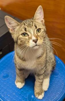 Jasper (FCID# 08/19/2026 - 537 Millsboro PS) C -  Tiger Cat for Adoption in Greenville, Delaware - Jasper (FCID# 08/19/2026 - 537 Millsboro PS) C | PetCurious