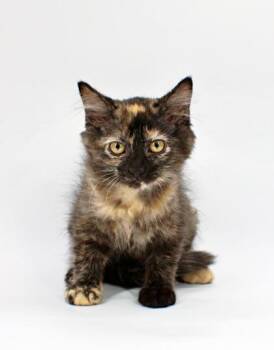 Raven -  Domestic Medium Hair and Domestic Short Hair Cat for Adoption in Morton Grove, Illinois - Raven | PetCurious