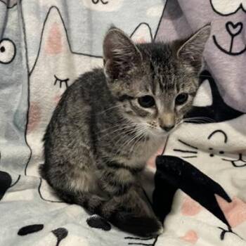 Vorazun -  Domestic Short Hair Cat for Adoption in Bentonville, Arkansas - Vorazun | PetCurious