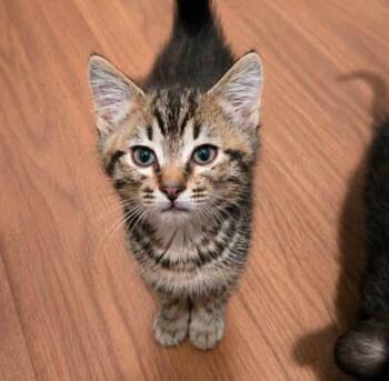 Kiwi (AO36827) -  Domestic Short Hair Cat for Adoption in Kansas City, Kansas - Kiwi (AO36827) | PetCurious