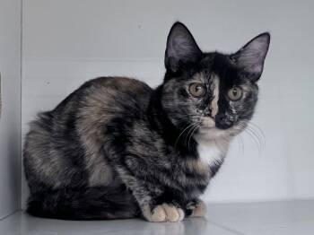 Cordelia -  Domestic Short Hair Cat for Adoption in Hazlet, New Jersey - Cordelia | PetCurious