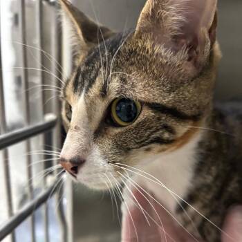 Domestic Short Hair Cats Available for Adoption in Taos, New Mexico - Boondoggle | PetCurious