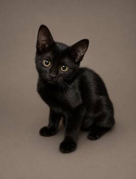 Domestic Short Hair Cats Available for Adoption in Edmond, Oklahoma - Lexie | PetCurious