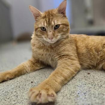 Domestic Short Hair Cats Available for Adoption in Cooperstown, New York - Dorito | PetCurious