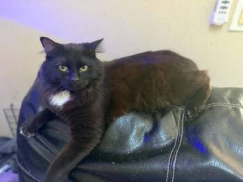 Tie -  Domestic Long Hair Cat for Adoption in Deltona, Florida - Tie | PetCurious