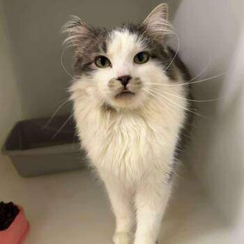 Domestic Long Hair Cats Available for Adoption - Acorn | PetCurious