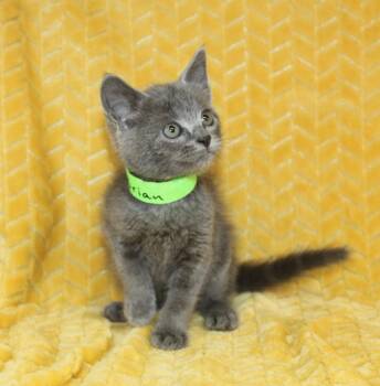 Brian - 43728 -  Domestic Short Hair Cat for Adoption in Prattville, Alabama - Brian - 43728 | PetCurious