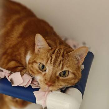 George Weasley -  Domestic Short Hair Cat for Adoption in Cumming, Georgia - George Weasley | PetCurious