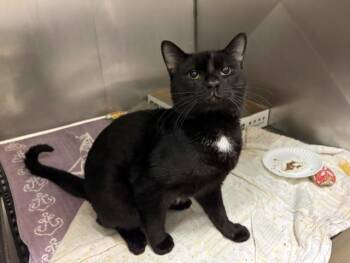 MIDNIGHT -  Domestic Short Hair Cat for Adoption in Fort Wayne, Indiana - MIDNIGHT | PetCurious