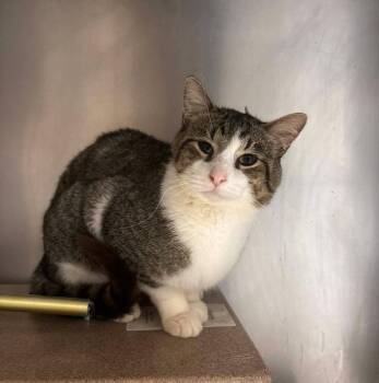 Arthur -  Domestic Short Hair Cat for Adoption in Stillwater, Oklahoma - Arthur | PetCurious