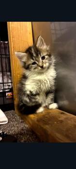 Domestic Long Hair Cats Available for Adoption in Lewis Center, Ohio - Hawk (5 Galloway Survivors 2) | PetCurious
