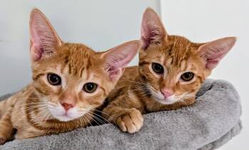 Chutney26 -  Domestic Short Hair Cat for Adoption in Youngsville, North Carolina - Chutney26 | PetCurious