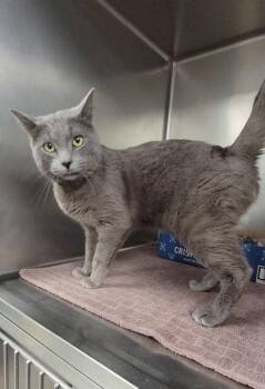 Domestic Short Hair Cats Available for Adoption in Elmira, New York - Rex | PetCurious