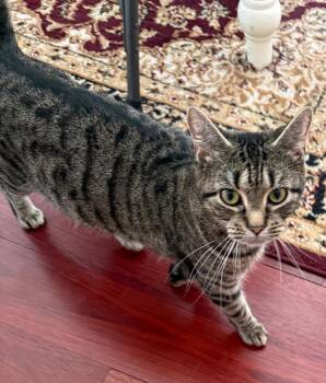 Domestic Short Hair Cats Available for Adoption in Reston, Virginia - Bacon | PetCurious