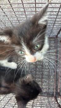 SKITTLES -  Domestic Short Hair Cat for Adoption in Houston, Texas - SKITTLES | PetCurious