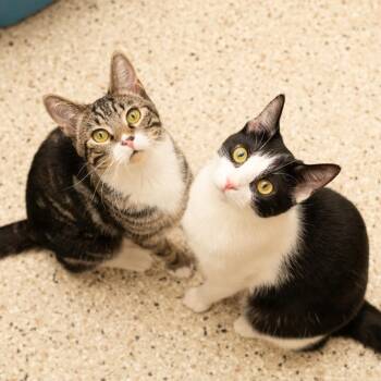 Domestic Short Hair Cats Available for Adoption in Los Angeles, California - Laney | PetCurious