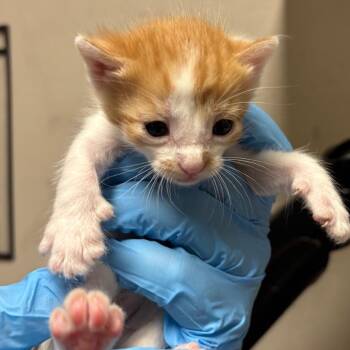 Dash -  Domestic Short Hair Cat for Adoption in Yuma, Arizona - Dash | PetCurious