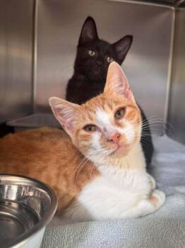DeeDee -  Domestic Short Hair Cat for Adoption in Statesboro, Georgia - DeeDee | PetCurious