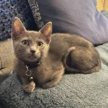 Kimchi -  Domestic Short Hair Cat for Adoption in Houston, Texas - Kimchi | PetCurious