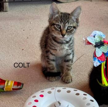 Colt Boy -  Domestic Short Hair Cat for Adoption in Gorham, Maine - Colt Boy | PetCurious