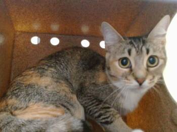 DIDI -  Domestic Short Hair Cat for Adoption in Orlando, Florida - DIDI | PetCurious